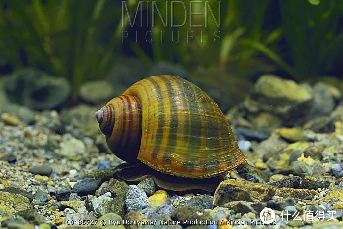 水塘中粉红色的“葡萄”,竟是臭名昭著的入侵物种!