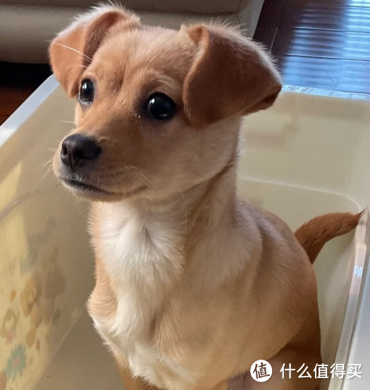 为什么不建议打工人随便养狗?