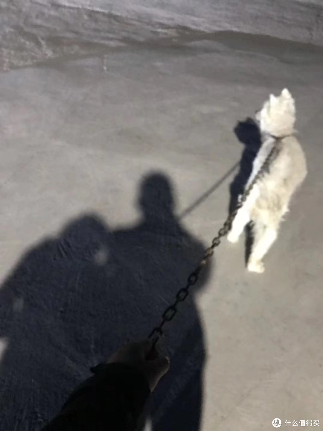 城市养狗看这几只