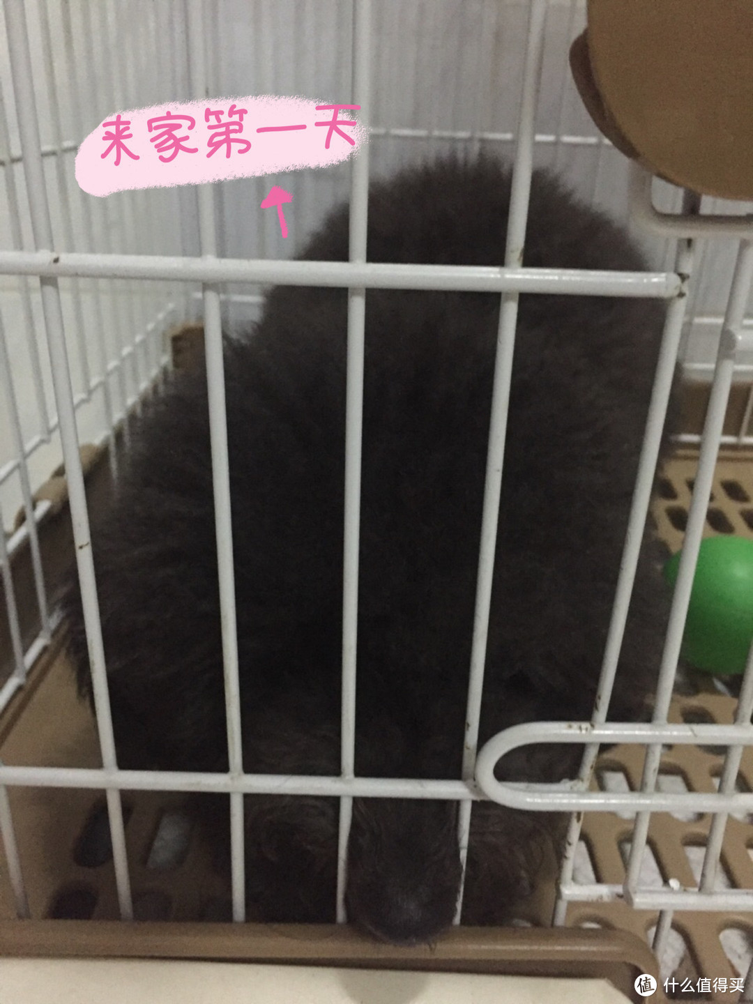 新手养狗丨第一次养狗是什么心情?